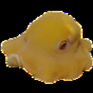 Meet your Posher, Jackson